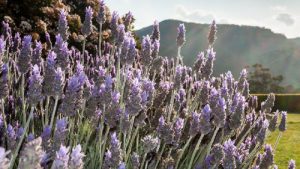 Lavanda come e quando piantarla