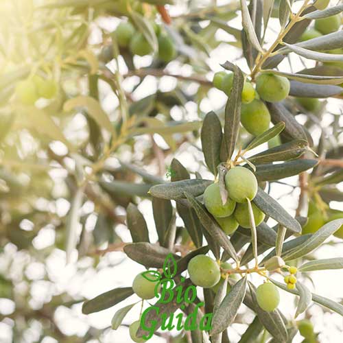 Malattie dell'olivo