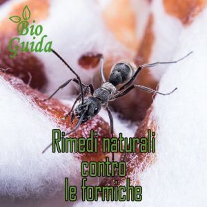 rimedi naturali contro le formiche