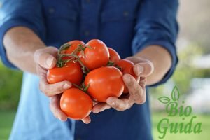 Coltivazione pomodori