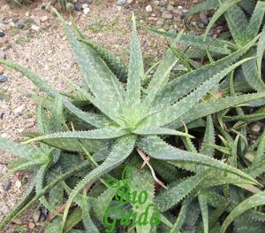 Coltivazione aloe arborescens