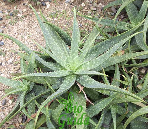 10 Aloe arborescens CACTUS SEED SEMI FIORI SEME PIANTE 