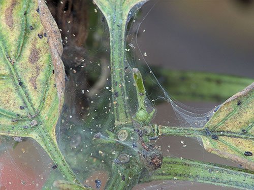 Tetranychus urticae su pianta di peperone